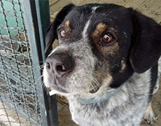 Pansion za pse Novi Sad